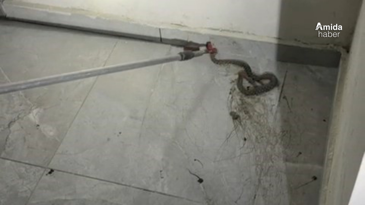 Elazığ'da apartmanda görülen yılan panik yarattı