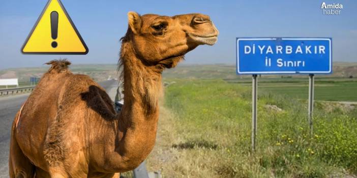 Diyarbakır’daki deve besicisinden o kuruma çağrı!